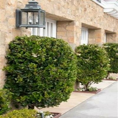 Waxleaf Privet Patio Tree - image 1
