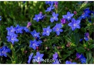 Lithodora Grace Ward