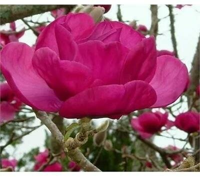 Felix Jury Magnolia