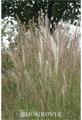 Dwarf Maiden Grass