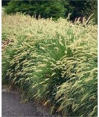Dwarf Hardy (Hameln) Fountain Grass