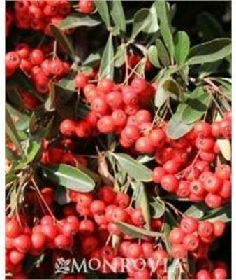 Victory Pyracantha On Trellis