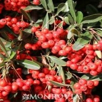 Victory Pyracantha On Trellis