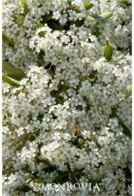 Victory Pyracantha On Trellis - image 2