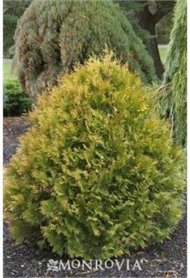Rheingold Dwarf Cedar