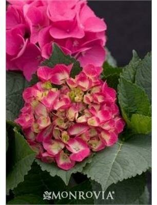 Cityline Paris Hydrangea