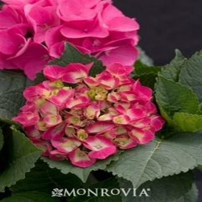 Cityline Paris Hydrangea - image 2