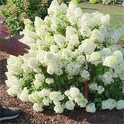 Bobo Hardy Hydrangea