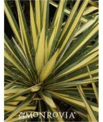 Color Guard Adam's Needle