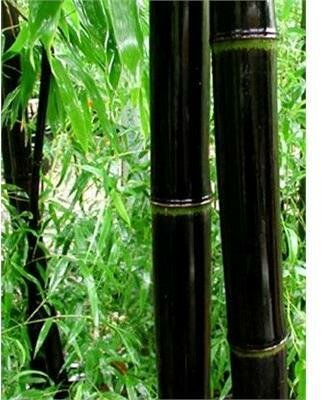 Black Bamboo