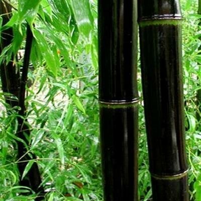 Black Bamboo