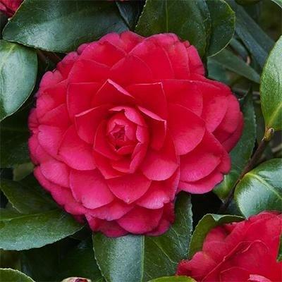 Colonel Firey Camellia