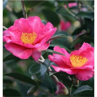 Kanjiro Pink Camellia