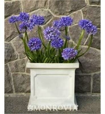 Midknight Blue Agapanthus