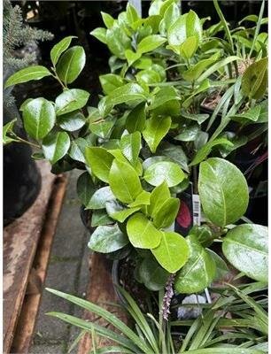 Swan Lake Japanese Camellia - image 2