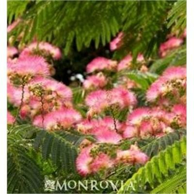 Ombrella Mimosa Tree