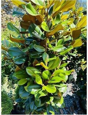 Teddy Bear Southern Magnolia - image 2