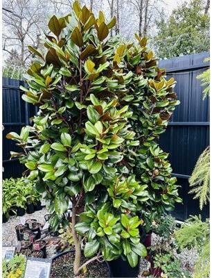 Teddy Bear Southern Magnolia - image 1