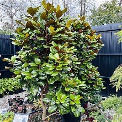 Teddy Bear Southern Magnolia