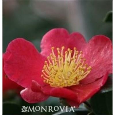 Yuletide Camellia