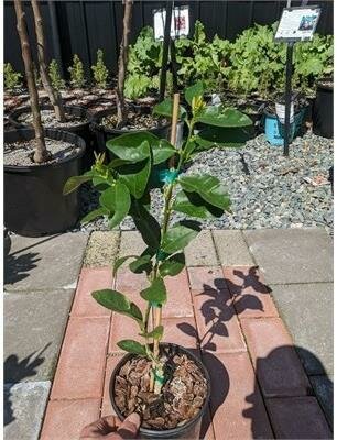 Bearss Seedless Lime