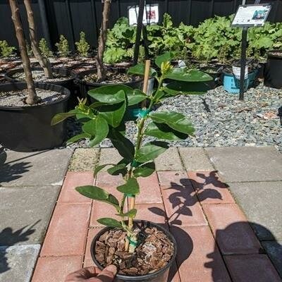 Bearss Seedless Lime