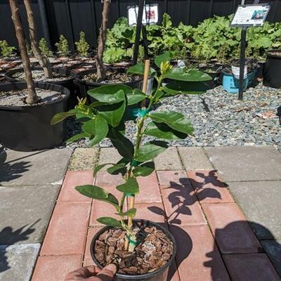 Bearss Seedless Lime