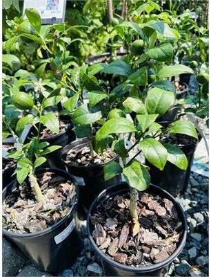 Improved Meyer Lemon - image 2