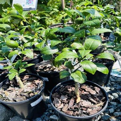 Improved Meyer Lemon