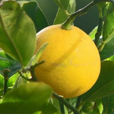 Improved Meyer Lemon