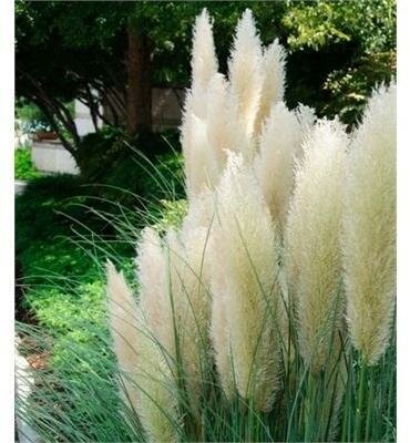 Ivory Feathers Pampas Grass