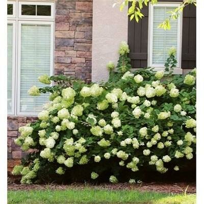 Little Lime Hydrangea