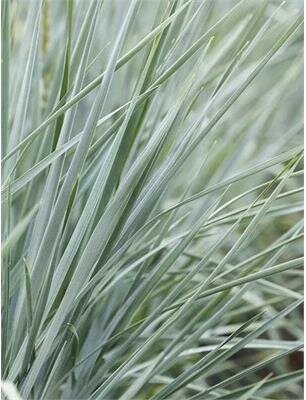 Blue Dune Lyme Grass