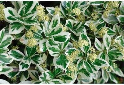 Emerald Gaiety Euonymus