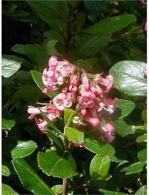 Pink Princess Escallonia