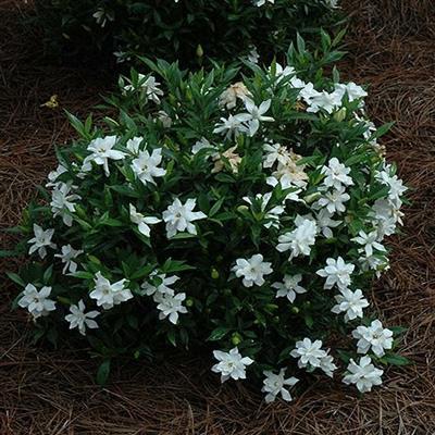Frostproof Gardenia - image 2