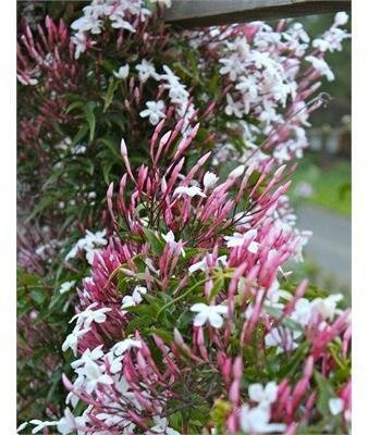 Pink Jasmine
