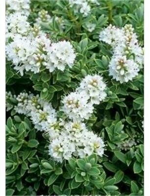 Sutherland's Hebe - image 5