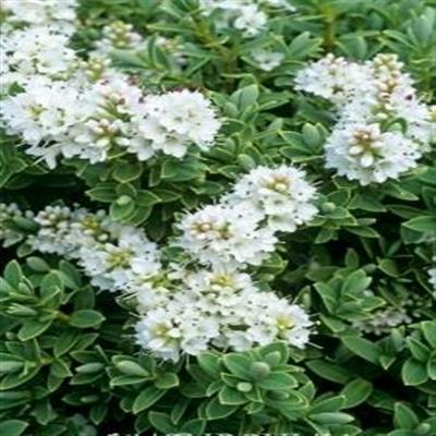 Sutherland's Hebe - image 2