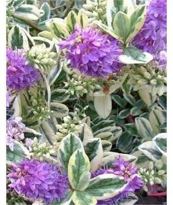 Variegated Francis Hebe