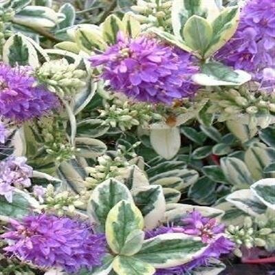 Variegated Francis Hebe
