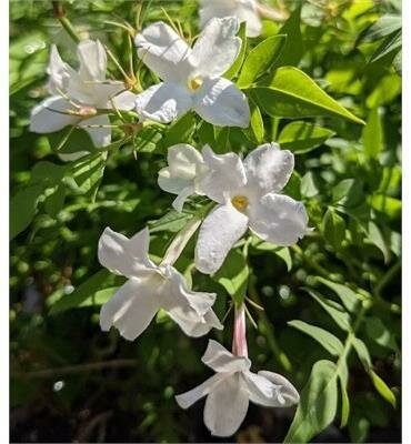 Hardy White Jasmine Vine