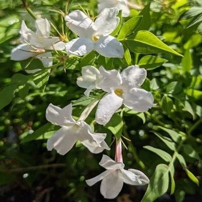 Hardy White Jasmine Vine