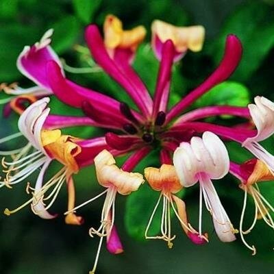 Late Dutch (Serotina) Honeysuckle