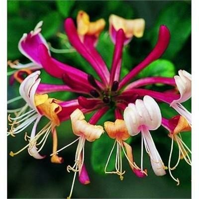 Late Dutch (Serotina) Honeysuckle