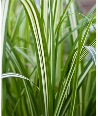 Japanese Cabaret Grass