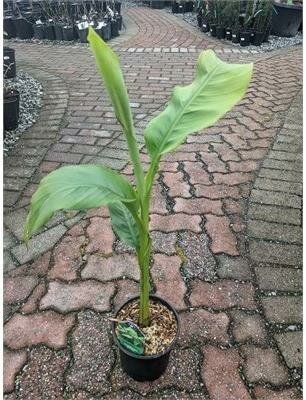 Banana Plant