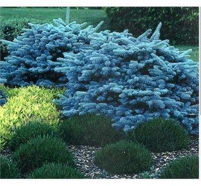 Globe Blue Spruce