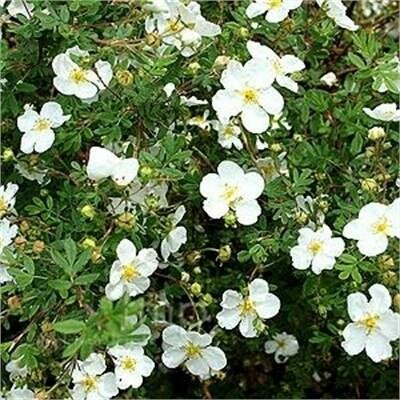 Abbotswood Potentilla