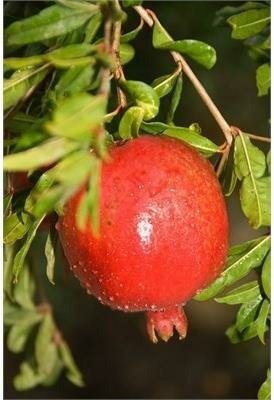 Wonderful Pomegranate